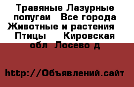 Травяные Лазурные попугаи - Все города Животные и растения » Птицы   . Кировская обл.,Лосево д.